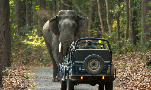 Explore the Jim Corbett Tour Package