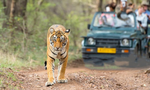 Experience the Jim Corbett Tour Package